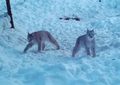 В Кадомском районе замечено семейство рысей