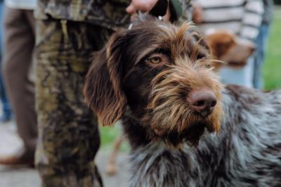 В Рязани пройдёт юбилейная выставка охотничьих собак