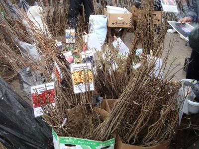 Ближайшие ярмарки выходного дня в Рязани приурочат к началу садово-огородного сезона