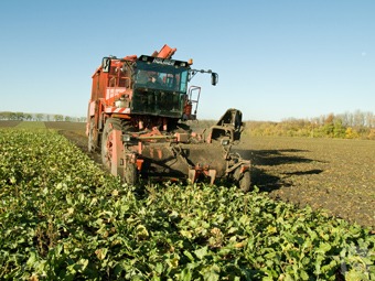 Рязанцы закончили выкапывать сладкие корнеплоды