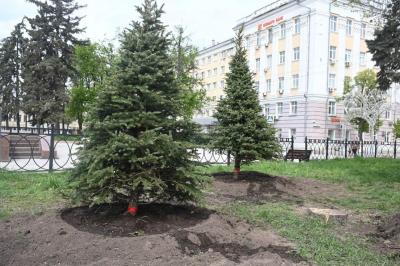 За памятником Ленину в Рязани высадили молодые ëлочки
