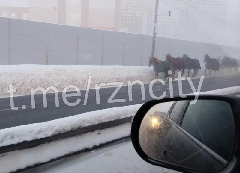 Фото: телеграм-канал «Рязань»