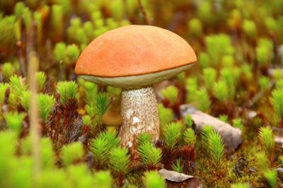 Туристы признали рязанский грибной фестиваль лучшим