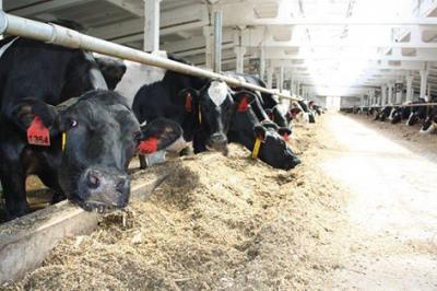 Рязанцам предоставят гранты для создания и развития семейных животноводческих ферм