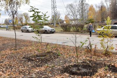 Севастопольскую аллею Рязани пополнили акации