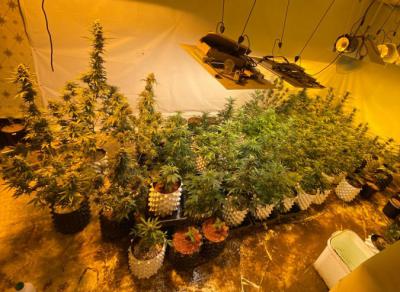 Под Рязанью ликвидировали плантацию по выращиванию конопли