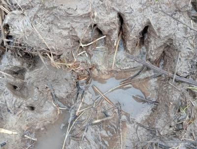 В Кадомском районе нашли следы медведя