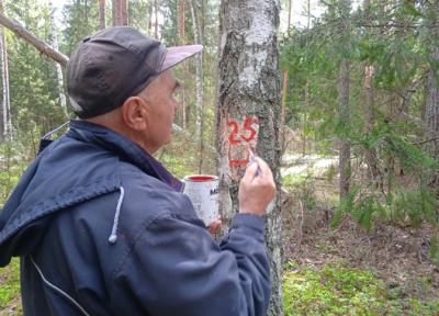 В Солотчинском лесничестве выявили новые участки с усыханием сосен