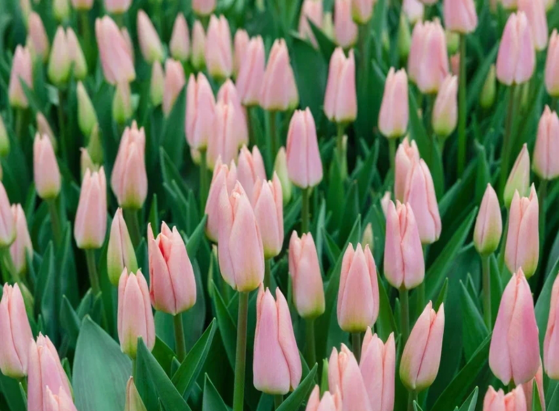 В теплицах под Рязанью начали продавать тюльпаны с грядок