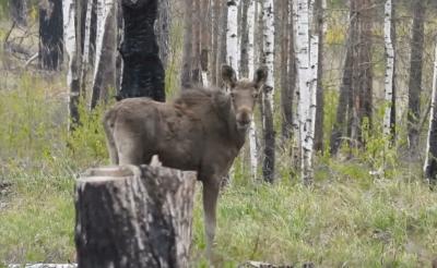 Рязанцы засняли питающуюся витаминами лосиху