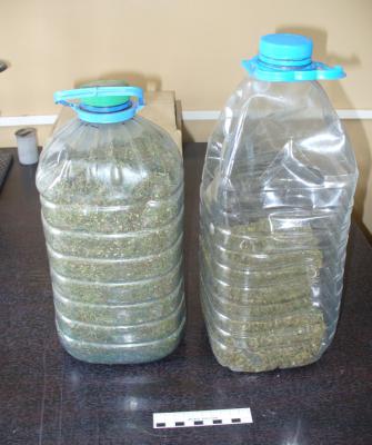 В Сапожковском районе супруги выращивали коноплю из голландских семян