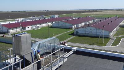 В Сараевском районе сгорело более полутора тысяч свиней