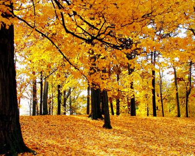 На Рязанщине закончился пожароопасный сезон