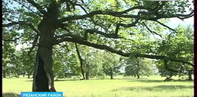 Дубовая роща неподалёку от села Коростово нуждается в охране