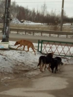 Фото: ИД «Пресса»