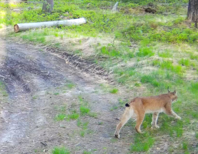 В Окском заповеднике засняли мяукающую рысь