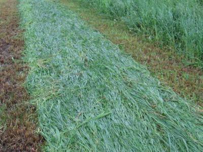 Рязанские аграрии смогут косить по-новому