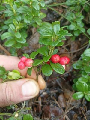 В рязанских лесах начали собирать бруснику