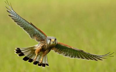 Рязанцы создают искусственные гнёзда для редких видов хищных птиц