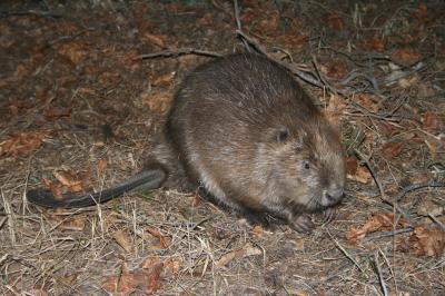 Молодые рязанские бобры страдают из-за низкого половодья