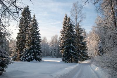 Рязанцев предостерегают от незаконных рубок ёлок