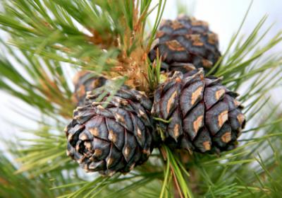 В Рязанском регионе продолжается сбор шишек