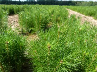 Рязанцев приглашают на конкурс «Лучший лесной питомник»