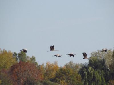 В Рязанской области засняли улетающих журавлей