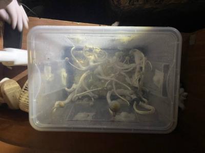 Рязанца уличили в выращивании псилоцибиновых грибов