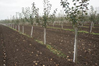 За прошедший сезон в хозяйствах Рязанщины собрали три тонны малины