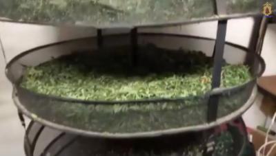 Под Пронском ликвидировали наркоферму