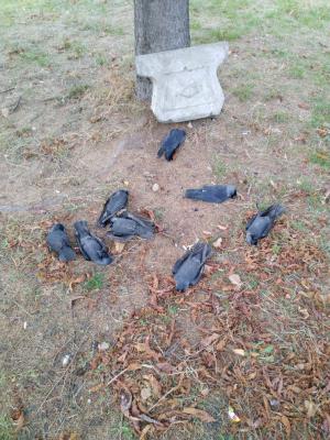 Фото: пользователь соцсети «ВКонтакте» Анжелика Кудеенко