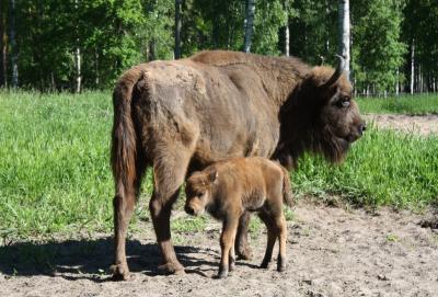 Фото: группа «Окский государственный природный заповедник» в соцсети «ВКонтакте»