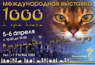 Рязанцы смогут познакомиться с редкими породами кошек