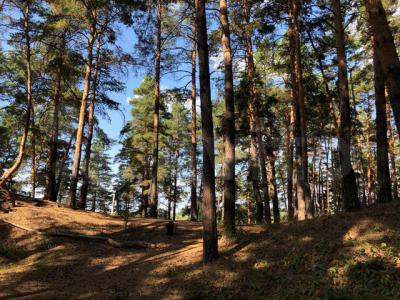 В Солотче продают участок с вековыми соснами