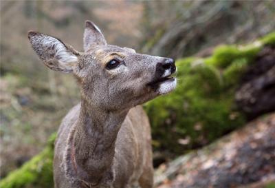 Утверждены лимиты добычи лося и косули в Рязанской области