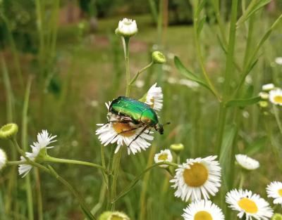 Рязанцам пообещали кратковременные дожди и грозы