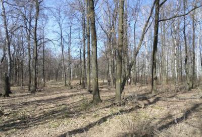 ЭРА сообщает о проведённой нумерации деревьев в Соколовке