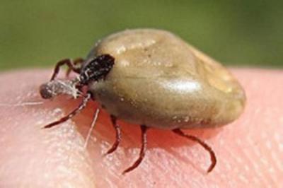 Рязанцев кусают клещи