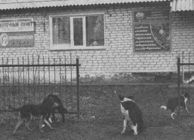 В посёлке Сараи намерены бороться с бродячими собаками