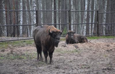 Рязанская НПК поддержала обитателей Окского заповедника