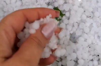 В Александро-Невском районе град побил ростки арбузов и дынь