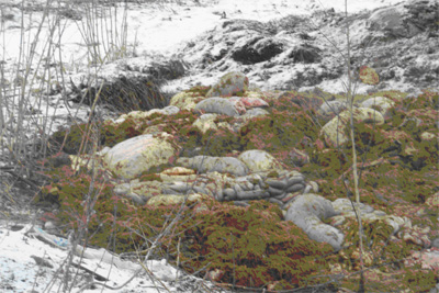 Убойный пункт в Рязанском районе оштрафован на 523 тысячи рублей