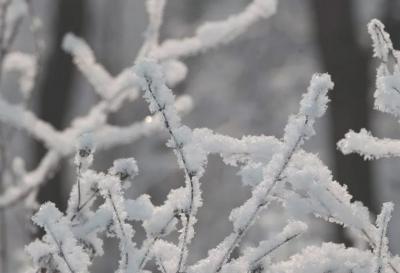 В Рязанском регионе ожидается небольшой снег