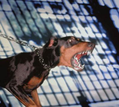 Бешенство продолжает захватывать населённые пункты Рязанской области