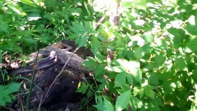 На крокодиловой ферме в Рязани опровергают возможный побег животного