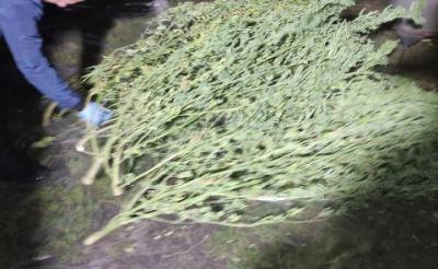 Житель села Заборье выращивал коноплю в цветочных горшках