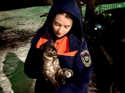 Отряд РязГМУ «Salus» спас забравшегося на высоту пятиэтажки замёрзшего кота