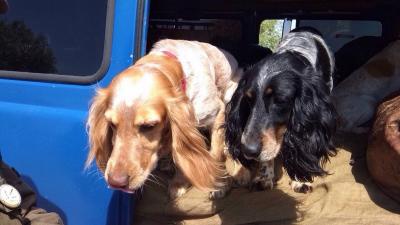 Под Спасском впервые посостязались спаниели