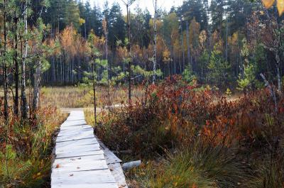 Рязанцев приглашают прогуляться по экотропе «Болото у зубровника»